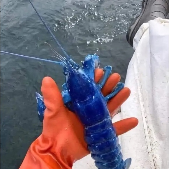 Meet your Posher, David - Picture 4 of 13